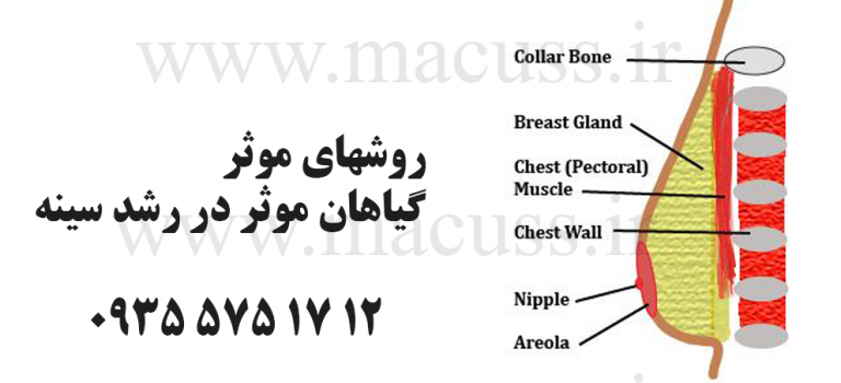 طب سنتی و گیاهان موثر در رشد اندامها